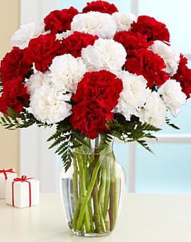 TWO DOZEN CANDY CANE CARNATIONS